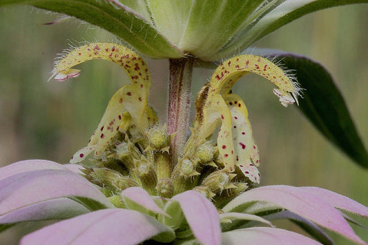 Monarda punctata (Spotted Beebalm)