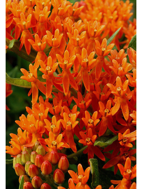 Asclepias tuberosa (Butterfly Milkweed)