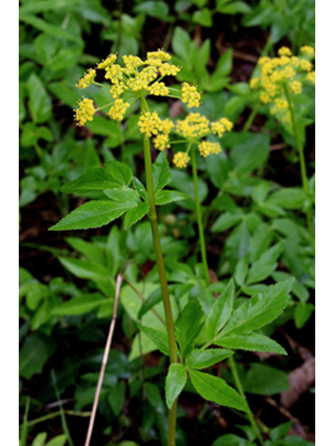Zizia aurea (Golden Alexanders)
