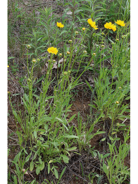 Coreopsis grandiflora (Large Flower Coreopsis)