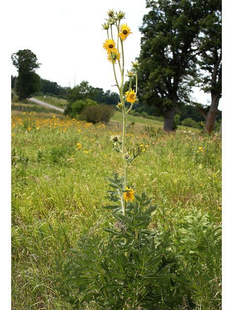 Silphium laciniatum (Compass Plant)