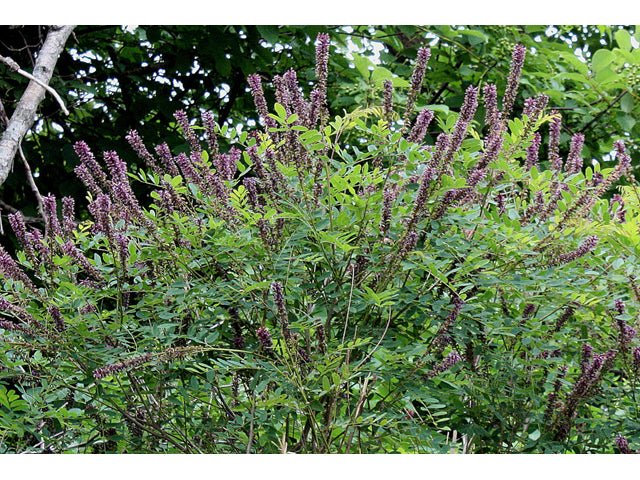 Amorpha fruticosa (False Indigo Bush)