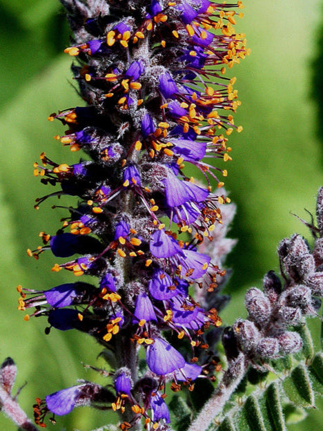 Amorpha canescens (Leadplant)