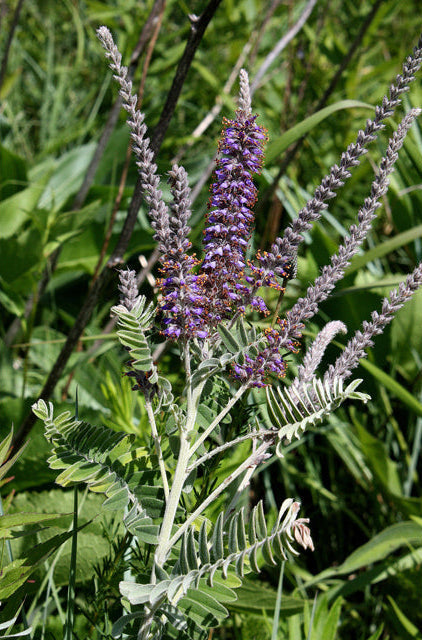 Amorpha canescens (Leadplant)