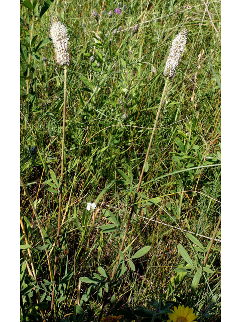 Dalea candida (White Prairie Clover)