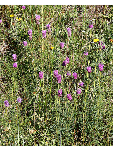 Dalea purpurea (Purple Prairie Clover)