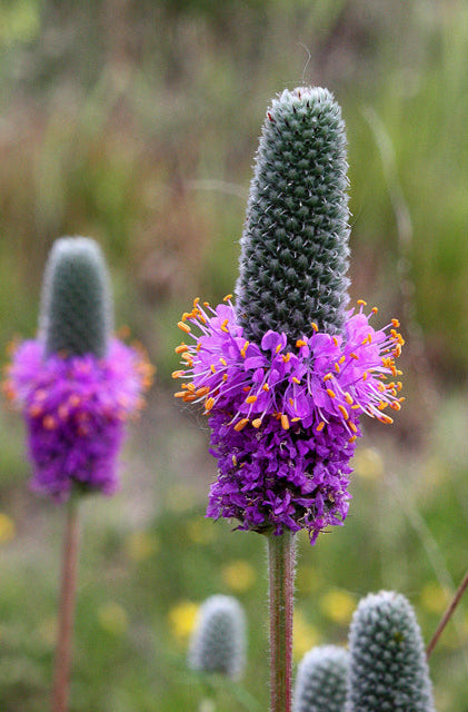 Dalea purpurea (Purple Prairie Clover)