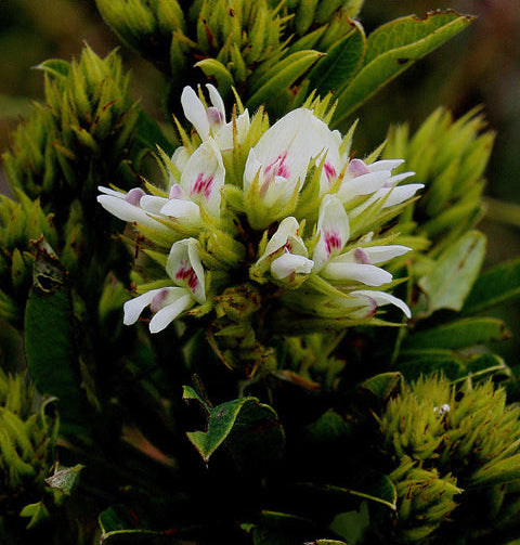 Lespedeza capitata (Roundhead Bush Clover)