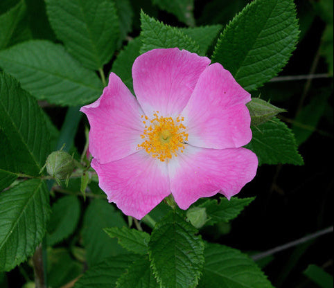 Rosa setigera (Climbing Prairie Rose)