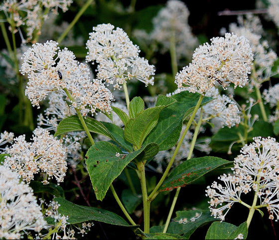 Ceanothus americanus (New Jersey Tea)