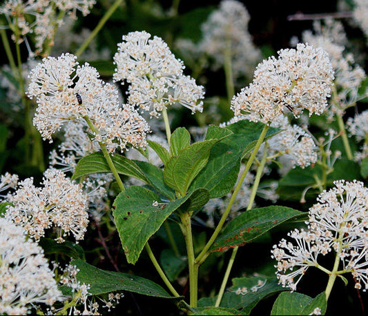 Ceanothus americanus (New Jersey Tea)