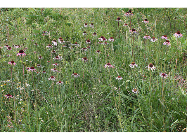Echinacea pallida (Pale Purple Coneflower)