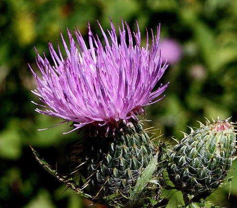 Cirsium altissimum (Tall Thistle)