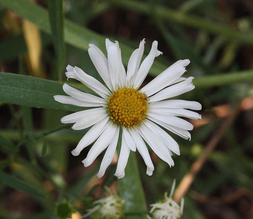 Boltonia asteroides (False Aster)