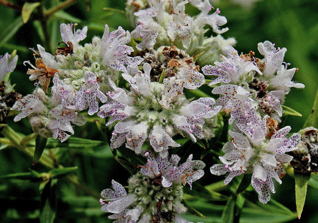 Pycnanthemum verticillatum (Whorled Mountain Mint)