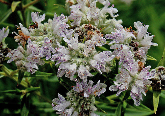 Pycnanthemum verticillatum (Whorled Mountain Mint)