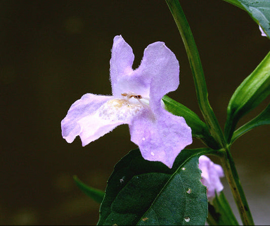 Mimulus alatus (Sharpwing Monkeyflower)
