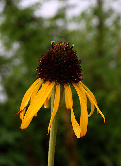 Echinacea paradoxa (Yellow Coneflower)