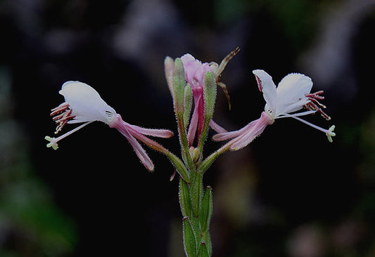 Oenothera filiformis (Large-Flowered Gaura)