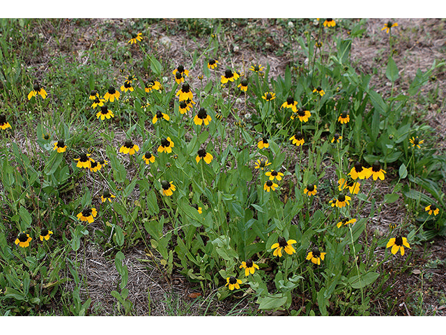 Dracopis amplexicaulis (Clasping Coneflower)