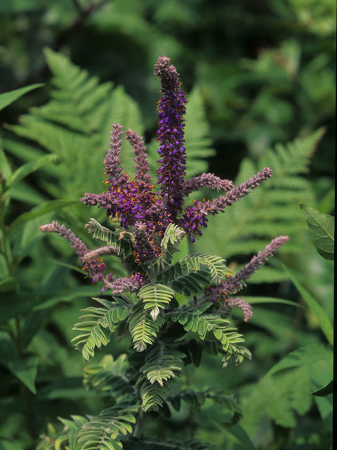 Amorpha canescens (Leadplant)