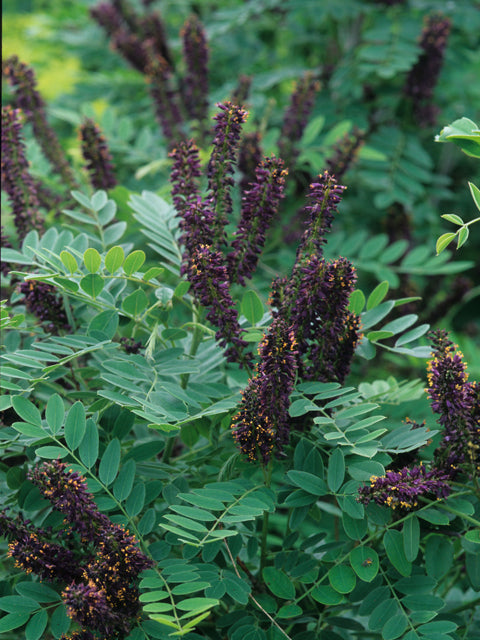 Amorpha fruticosa (False Indigo Bush)