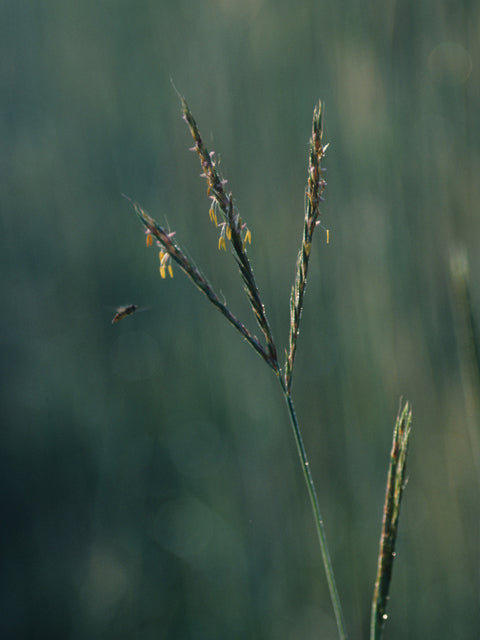 Andropogon gerardii (Big Bluestem)