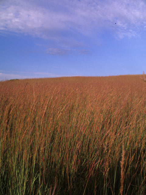 Andropogon gerardii (Big Bluestem)