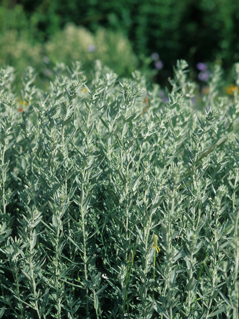 Artemisia ludoviciana (Prairie Sage)