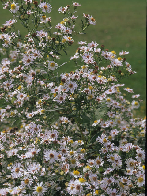 Symphyotrichum lanceolatum (White Panicled Aster)