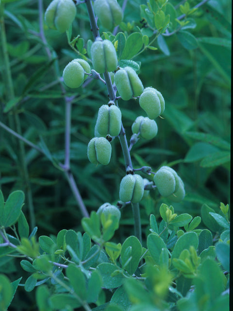 Baptisia alba (White Wild Indigo)