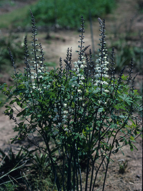 Baptisia alba (White Wild Indigo)