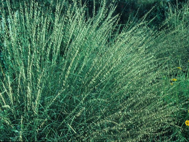 Bouteloua curtipendula (Sideoats Grama)