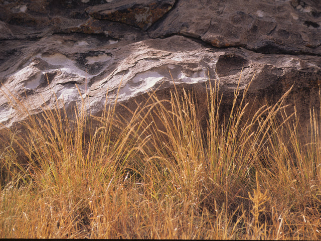 Bouteloua curtipendula (Sideoats Grama)