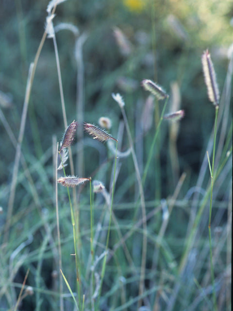 Bouteloua gracilis (Blue Grama)