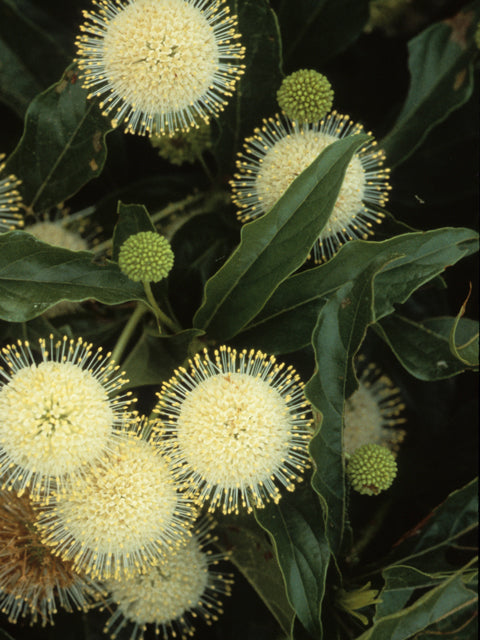 Cephalanthus occidentalis (Buttonbush)