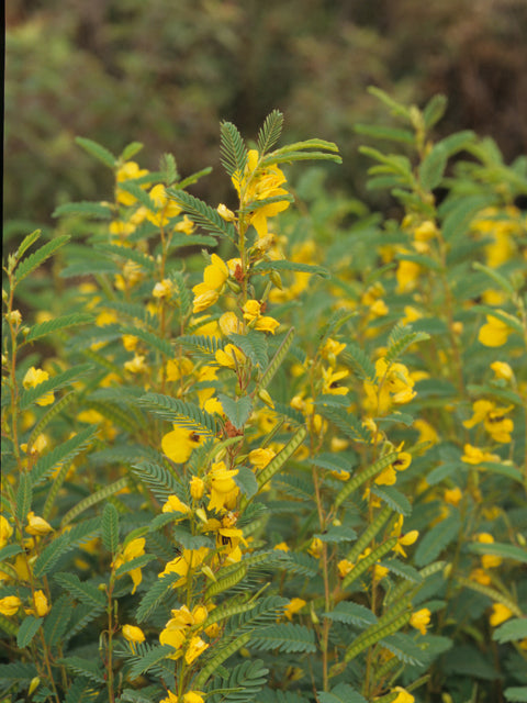 Chamaecrista fasciculata (Partridge Pea)