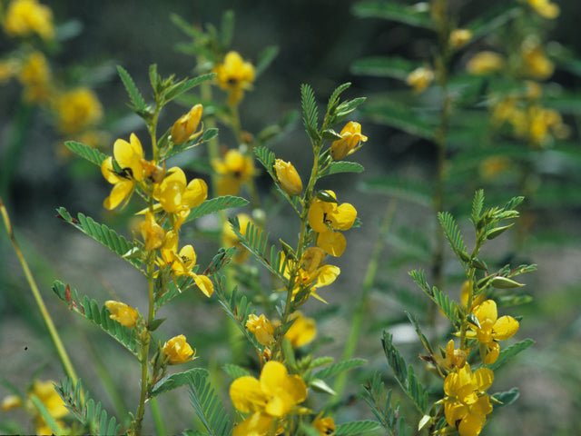 Chamaecrista fasciculata (Partridge Pea)