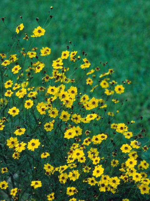 Coreopsis tinctoria (Plains Coreopsis)