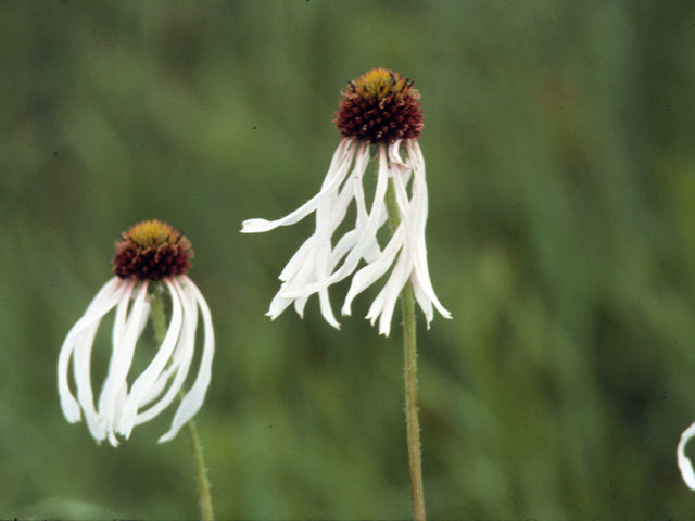Echinacea pallida (Pale Purple Coneflower)