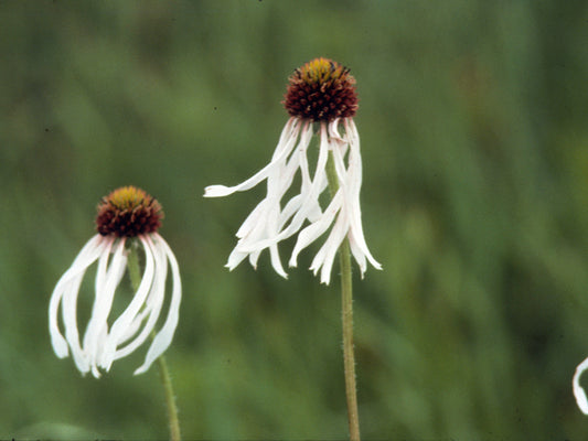 Echinacea pallida (Pale Purple Coneflower)