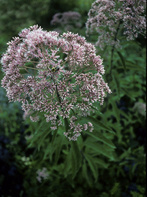 Eutrochium fistulosum (Hollow Joe-Pye Weed)