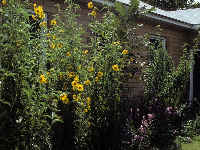 Helianthus maximiliani (Maximilian Sunflower)