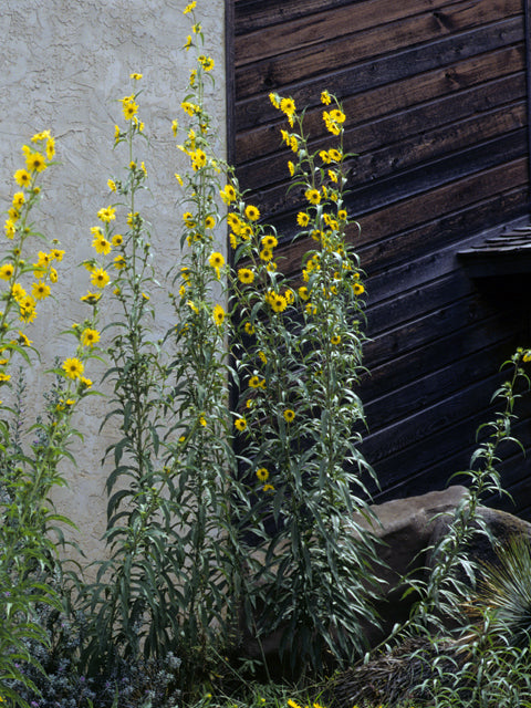 Helianthus maximiliani (Maximilian Sunflower)