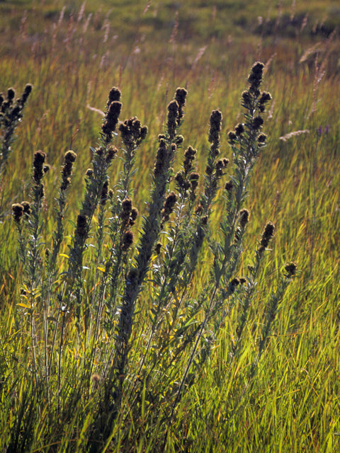 Lespedeza capitata (Roundhead Bush Clover)