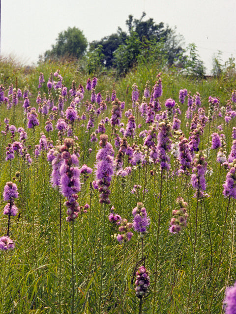 Liatris aspera (Rough Blazing Star)