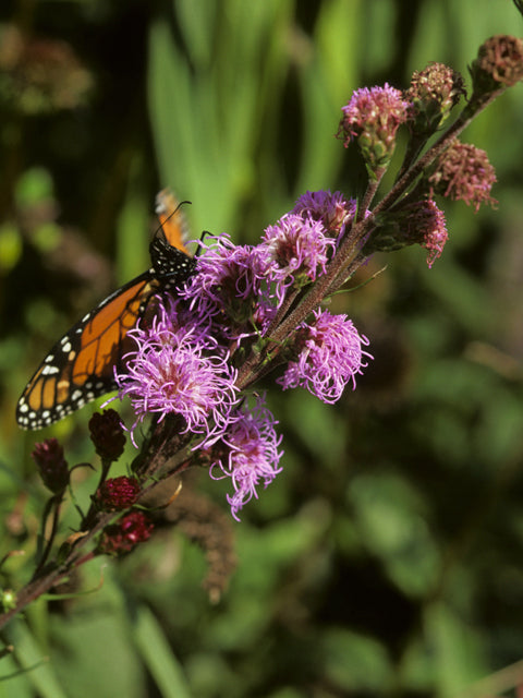 Liatris aspera (Rough Blazing Star)