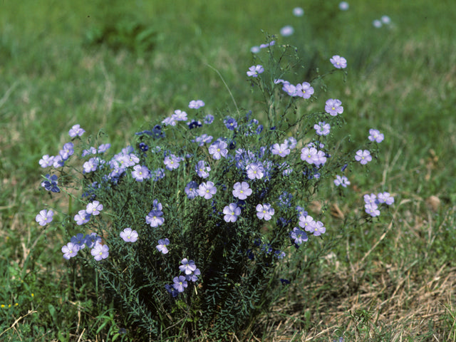 Linum lewisii (Wild Blue Flax)