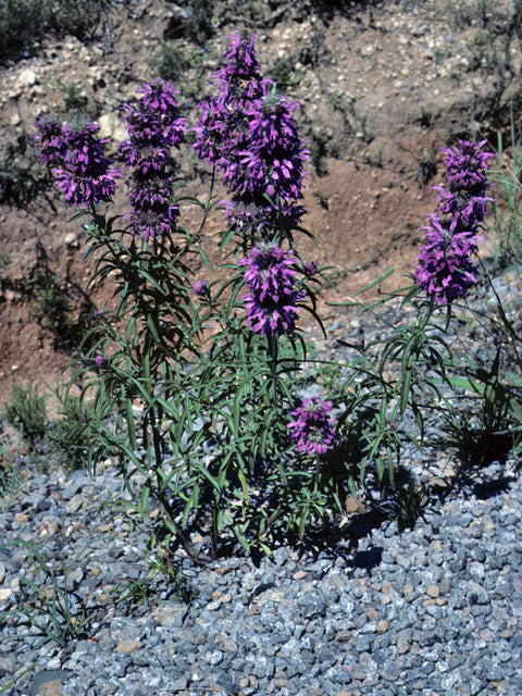 Monarda citriodora (Lemon Beebalm)