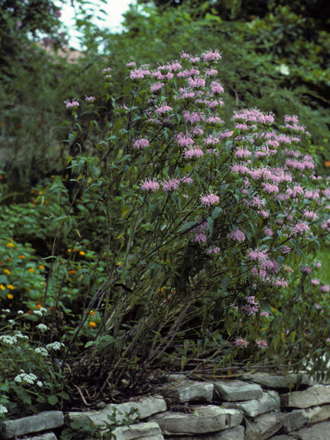 Monarda fistulosa (Wild Bergamot)